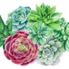 Succulent Plants - Full Round Diamond Painting