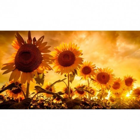 Sunflower Gold Sky - Full Round Diamond Painting