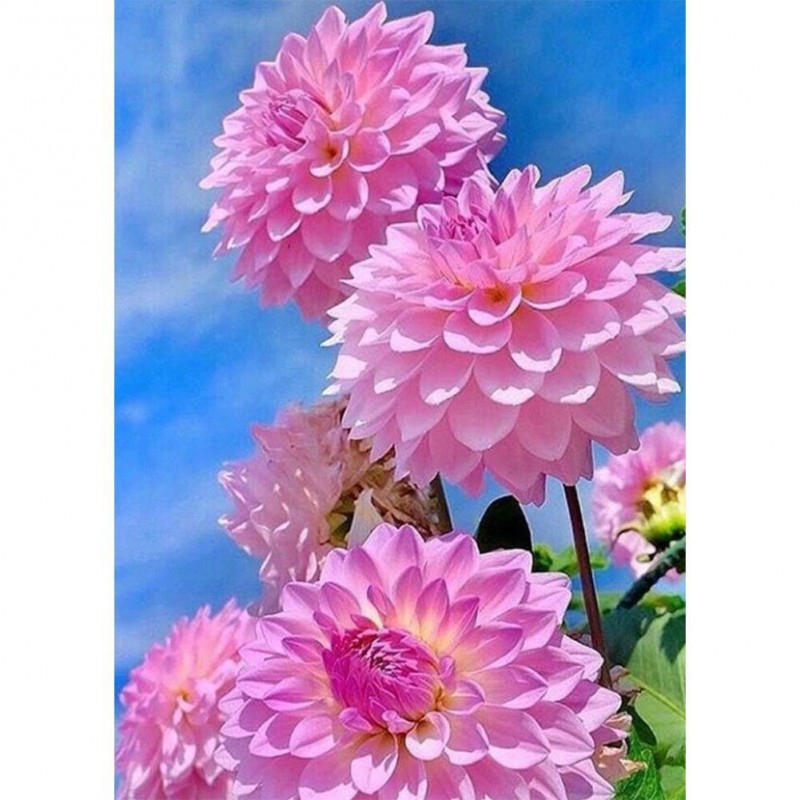 Pink Flowers - Full ...