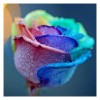 Colorful Rose - Full Round Diamond Painting(30*30cm)