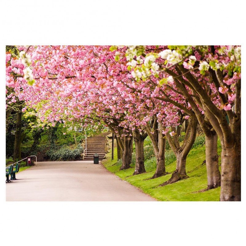 Pink Flowers Path - ...